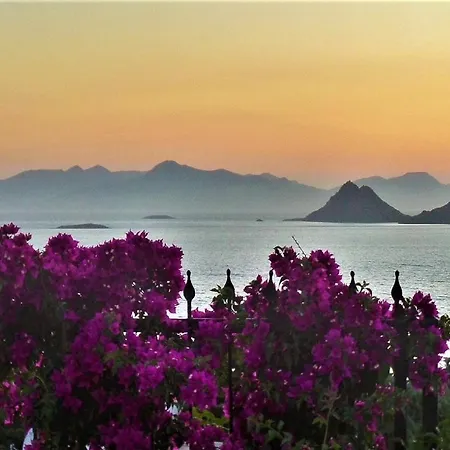 Sunset Mavi 터그트레이스