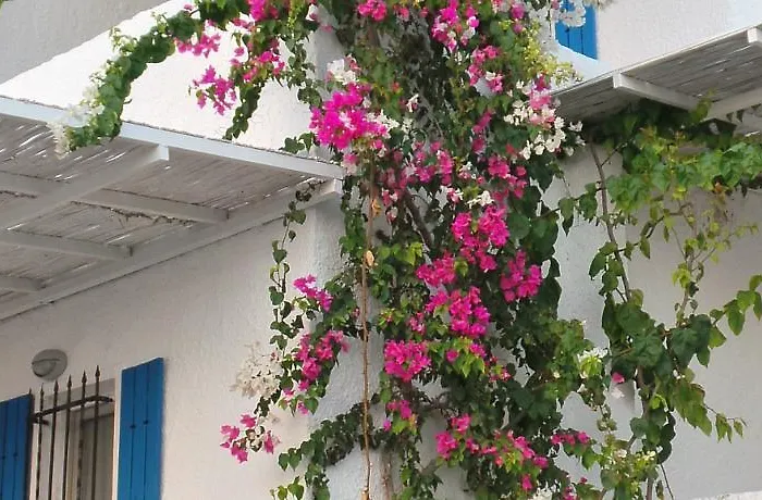 Vakantiehuis Sunset Mavi *